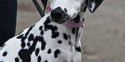 Lilo a rejoint le concours — aidez-le/la à gagner de superbes lots ! dalmatian, dog, puppy, leash, collar, black_spots, white_fur, outdoor, pet, animal, canine, side_view, sitting, curious, young_dog, close_up, person_partial, pavement, nature, companion