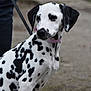 dalmatian, dog, puppy, leash, collar, black_spots, white_fur, outdoor, pet, animal, canine, side_view, sitting, curious, young_dog, close_up, person_partial, pavement, nature, companion