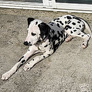 Lilo participe au concours pour gagner de l'argent avec cette photo : dog, dalmatian, spotted, pet, outdoor, sunlight, concrete, lying_down, collar, animal, canine, relaxed, window, door, paw, black_and_white, muzzle, ears, stretching, domestic_animal
