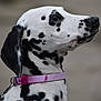 Lilo participe au concours pour gagner de l'argent avec cette photo : dalmatian, dog, pet, animal, black_and_white, spotted, collar, canine, portrait, side_view, fur, domestic_animal, mammal, leash, close_up, looking_away, outdoor, young_dog, alert, cute
