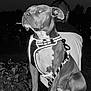 Stella a rejoint le concours — aidez-le/la à gagner de superbes lots ! dog, animal, pet, harness, glowing, night, outdoor, person, back_view, rock, grass, plant, sitting, black_and_white, portrait, leash, canine, guard, dark, confident