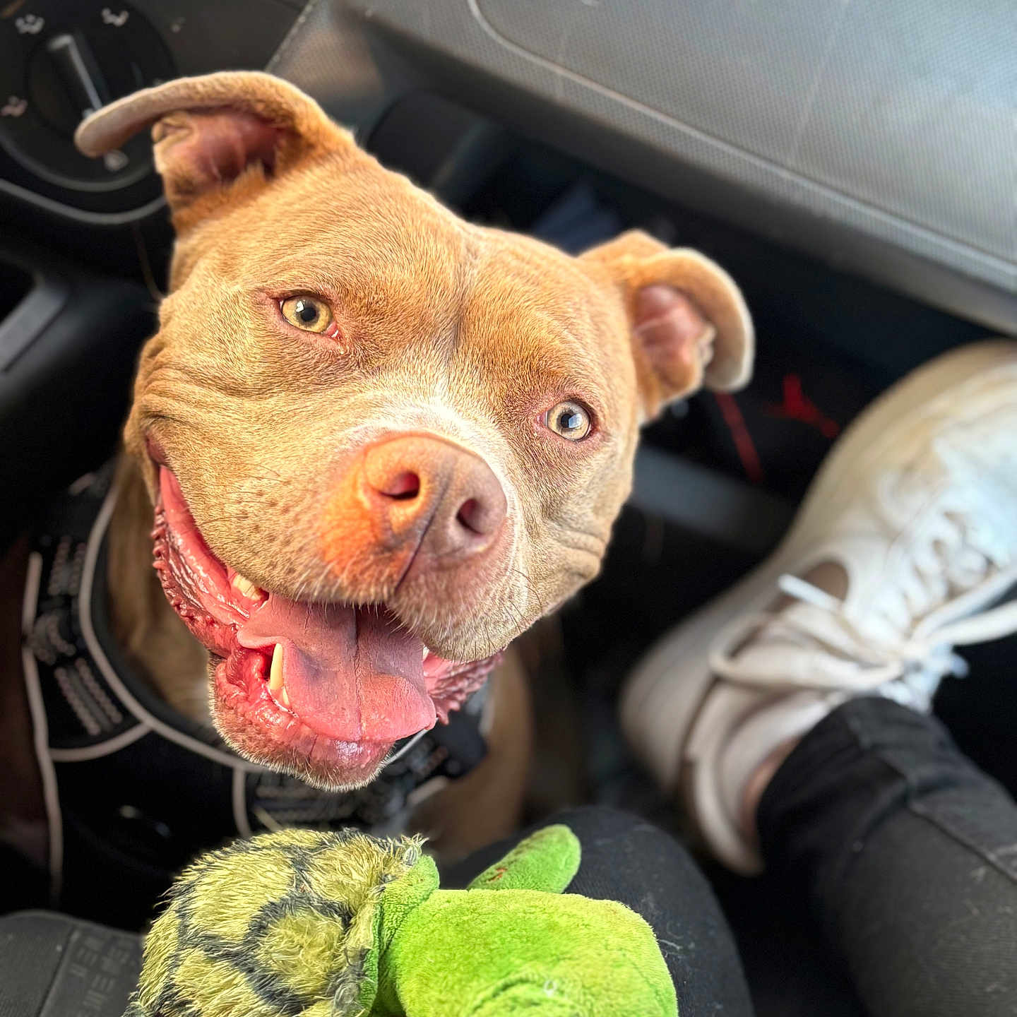 Stella participe au concours pour gagner de l'argent avec cette photo : animal, black_pants, canine, car_interior, close_up, companion, dog, footwear, happy, indoor, person, pet, plush_toy, seat, seatbelt, smiling, tongue_out, toy, turtle_toy, white_shoes