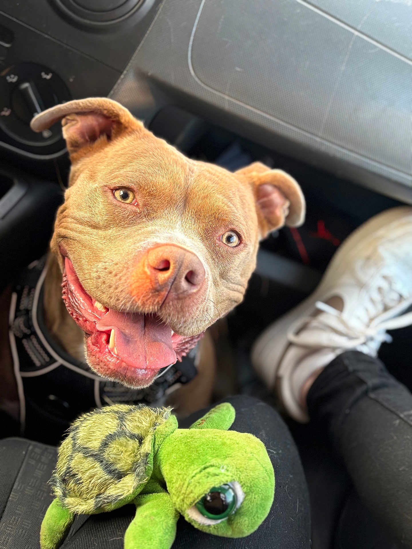 Stella participe au concours pour gagner de l'argent avec cette photo : dog, smiling, pet, animal, car_interior, seat, plush_toy, turtle_toy, happy, tongue_out, close_up, canine, seatbelt, person, footwear, white_shoes, black_pants, toy, indoor, companion