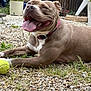 dog, panting, pink_collar, tennis_ball, gravel, grass, garden, outdoor, happy, pet, canine, tongue_out, fence, chair, plant, summer, playful, relaxed, animal, daytime