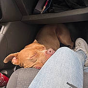 Stella participe au concours pour gagner de l'argent avec cette photo : dog, sleeping, brown_dog, jeans, car_interior, sneakers, coca_cola_can, seat, resting, pet, domestic_animal, close_up, casual, cozy, relaxed, vehicle, human_leg, footwear, indoor, companion