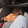 dog, sleeping, brown_dog, jeans, car_interior, sneakers, coca_cola_can, seat, resting, pet, domestic_animal, close_up, casual, cozy, relaxed, vehicle, human_leg, footwear, indoor, companion