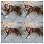 Stella a rejoint le concours — aidez-le/la à gagner de superbes lots ! animal, black_harness, brown_dog, canine, collage, dog, domestic, floor_tiles, four_panel, indoor, light_floor, looking_at_camera, pet, pet_play, playful, resting, rope_toy, toy, white_paws, wooden_cabinets