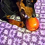 Nitro joined the competition — help win amazing prizes! dog, apple, blanket, purple, pattern, fur, pet, animal, sniffing, nibbling, cozy, indoor, black, brown, claws, collar, lifestyle, domestic, lighter, background