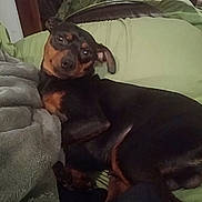 Nemo is registered to the contest to win money with this photo: dog, miniature_pinscher, pet, indoor, couch, blanket, resting, black_and_tan, canine, fur, ears, nose, animal, comfort, relaxation, head_tilt, closeup, domestic_animal, companion, laying_down