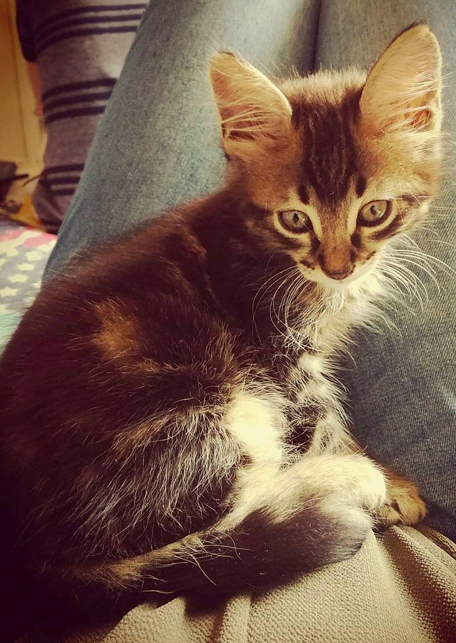 Manolo participe au concours pour gagner de l'argent avec cette photo : aegean_cat, asian, carnivore, cat, domestic_short_haired_cat, dragon_li, ear, european_shorthair, eye, fawn, felidae, fur, german_rex, kitten, mammal, sitting, small_to_medium_sized_cats, snout, tabby_cat, whiskers