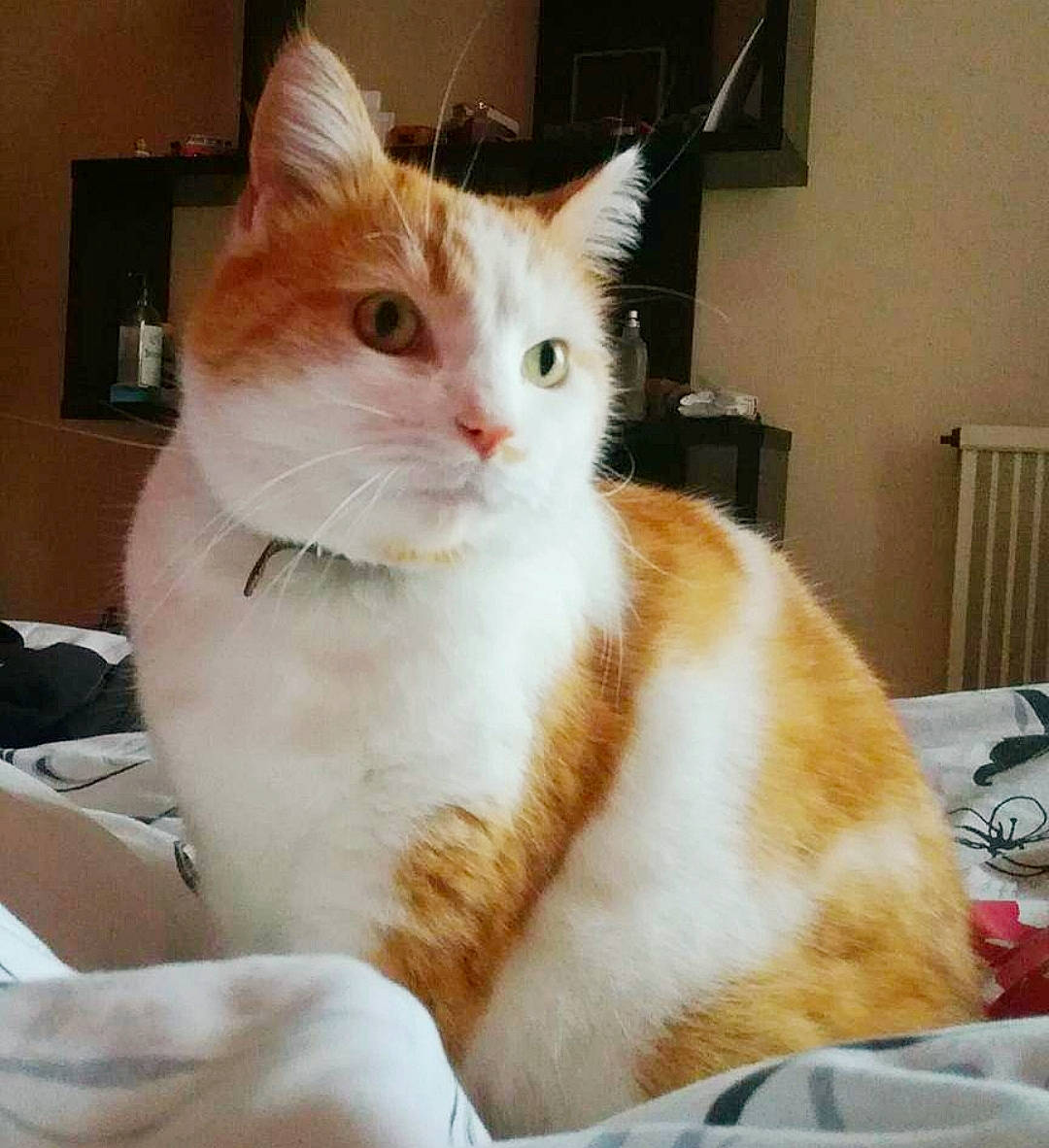 Catounet participe au concours pour gagner de l'argent avec cette photo : aegean_cat, american_wirehair, arabian_mau, asian, carnivore, cat, domestic_short_haired_cat, european_shorthair, fawn, felidae, japanese_bobtail, kitten, mammal, polydactyl_cat, small_to_medium_sized_cats, tail, turkish_van, vertebrate, whiskers