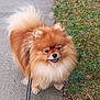 dog, pomeranian, fluffy, leash, outdoor, grass, path, pet, canine, animal, happy, walking, fur, nature, small_dog, cute, companion, tongue_out, ears, tail