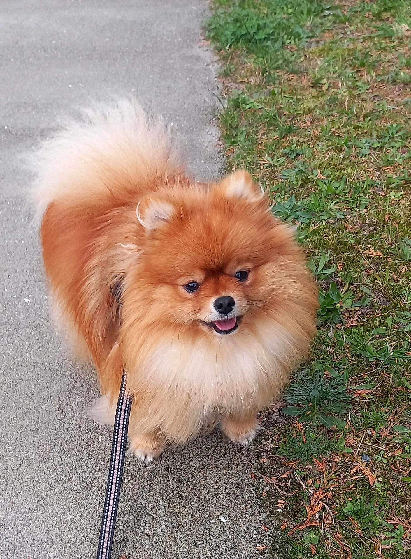 Chipie a rejoint le concours — aidez-le/la à gagner de superbes lots ! dog, pomeranian, fluffy, leash, outdoor, grass, path, pet, canine, animal, happy, walking, fur, nature, small_dog, cute, companion, tongue_out, ears, tail