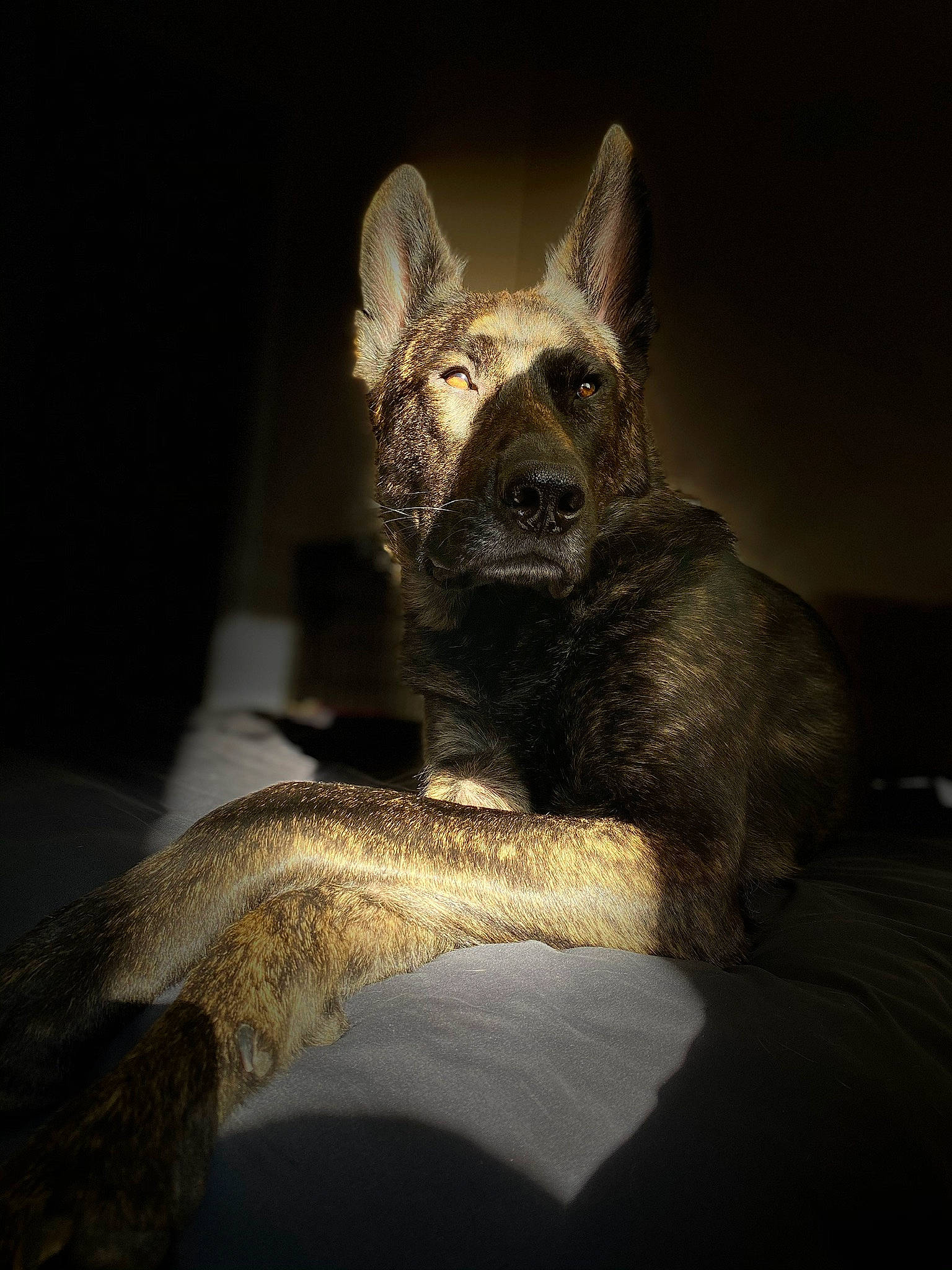 Kodak is registered to the contest to win money with this photo: canidae, canis, carnivore, comfort, companion_dog, darkness, dog, dog_breed, fawn, felidae, fur, grey, non_sporting_group, paw, small_to_medium_sized_cats, snout, sporting_group, tail, terrestrial_animal, whiskers