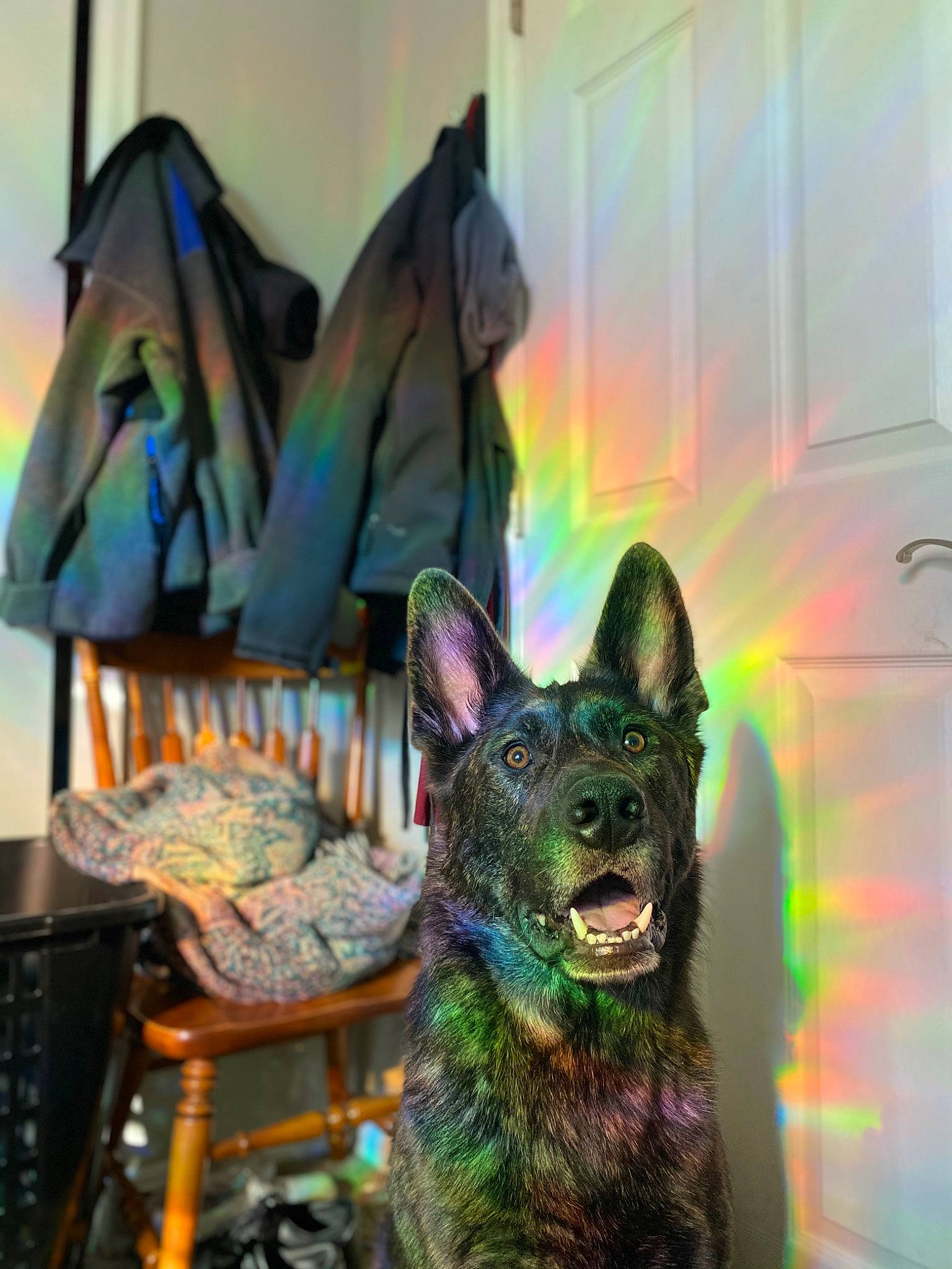 Kodak is registered to the contest to win money with this photo: art, carnivore, chair, dog, dog_breed, fashion_accessory, fawn, felidae, fur, guard_dog, herding_dog, metal, small_to_medium_sized_cats, snout, table, visual_arts, whiskers, working_dog