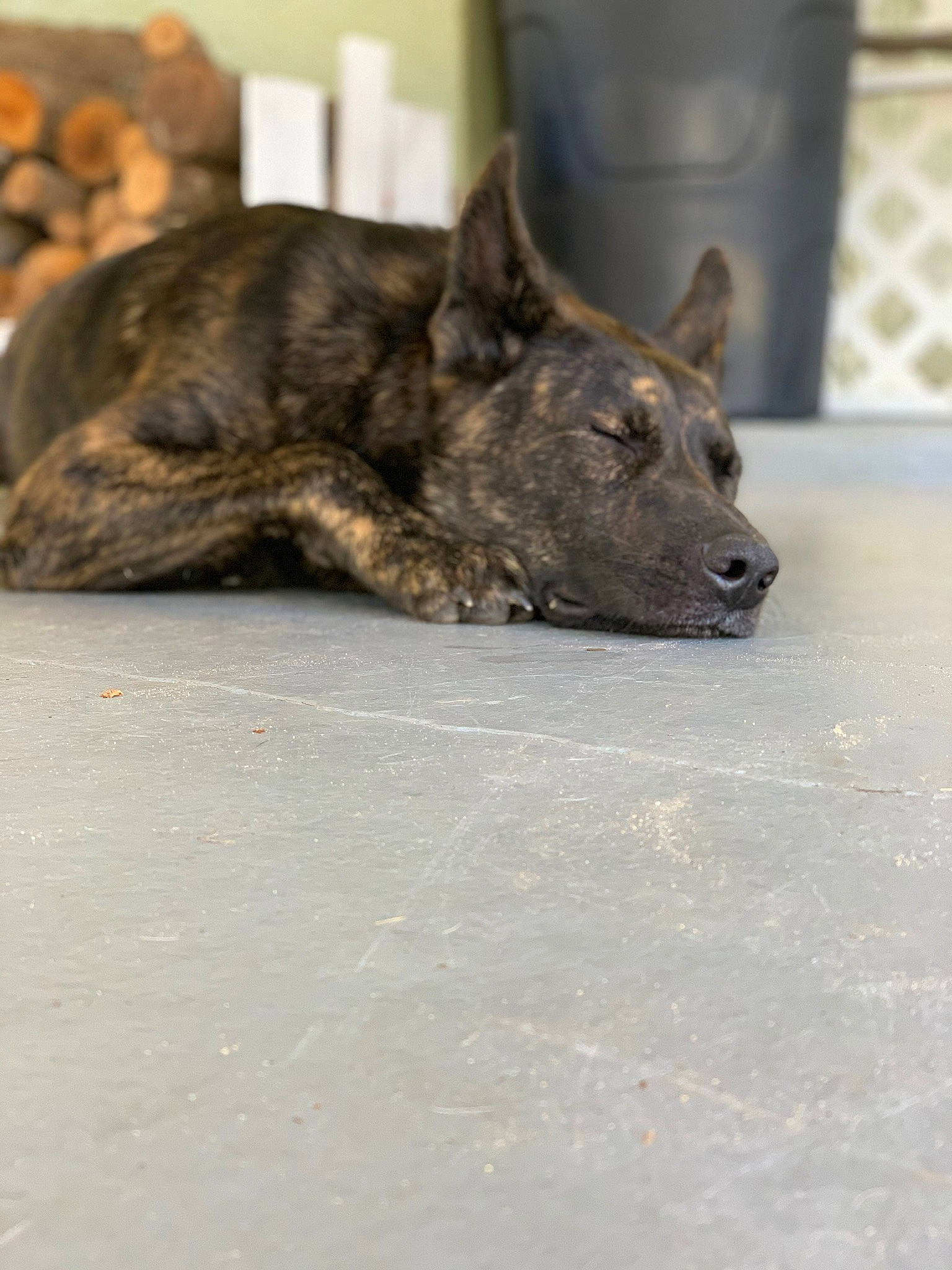 Kodak is registered to the contest to win money with this photo: canidae, carnivore, dog, dog_breed, felidae, flooring, fur, small_to_medium_sized_cats, snout, terrestrial_animal