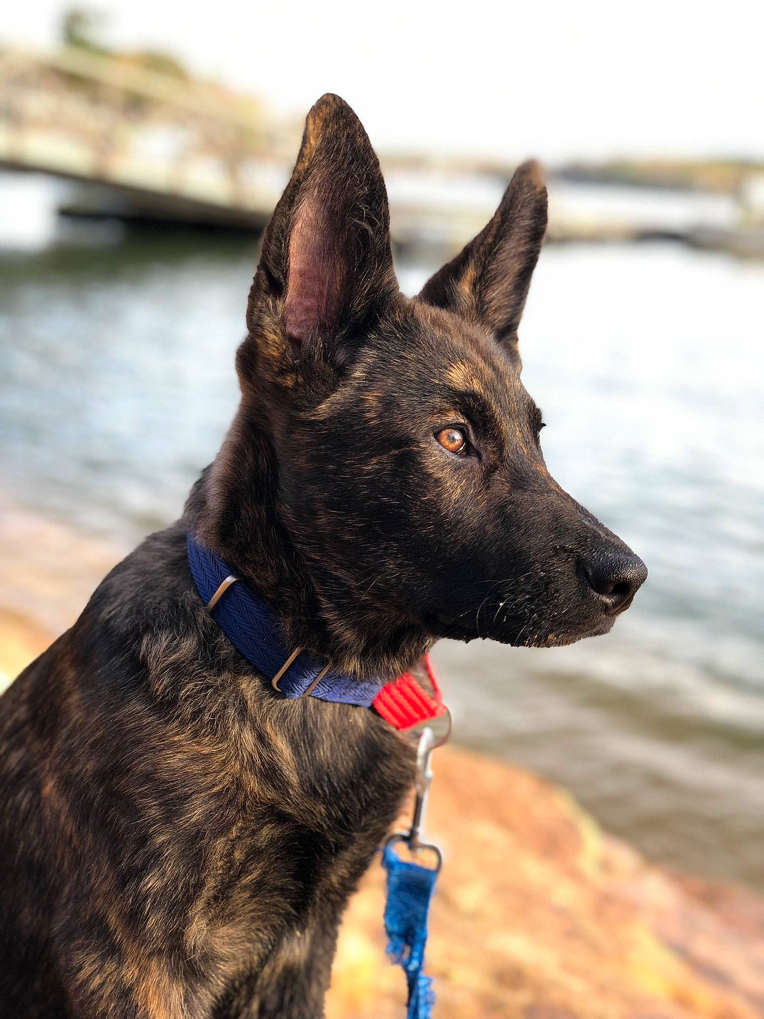 Kodak is registered to the contest to win money with this photo: canidae, carnivore, collar, dog, dog_breed, dog_collar, dog_supply, east_european_shepherd, electric_blue, fawn, fur, herding_dog, king_shepherd, lake, snout, sporting_group, water, whiskers, working_animal, working_dog