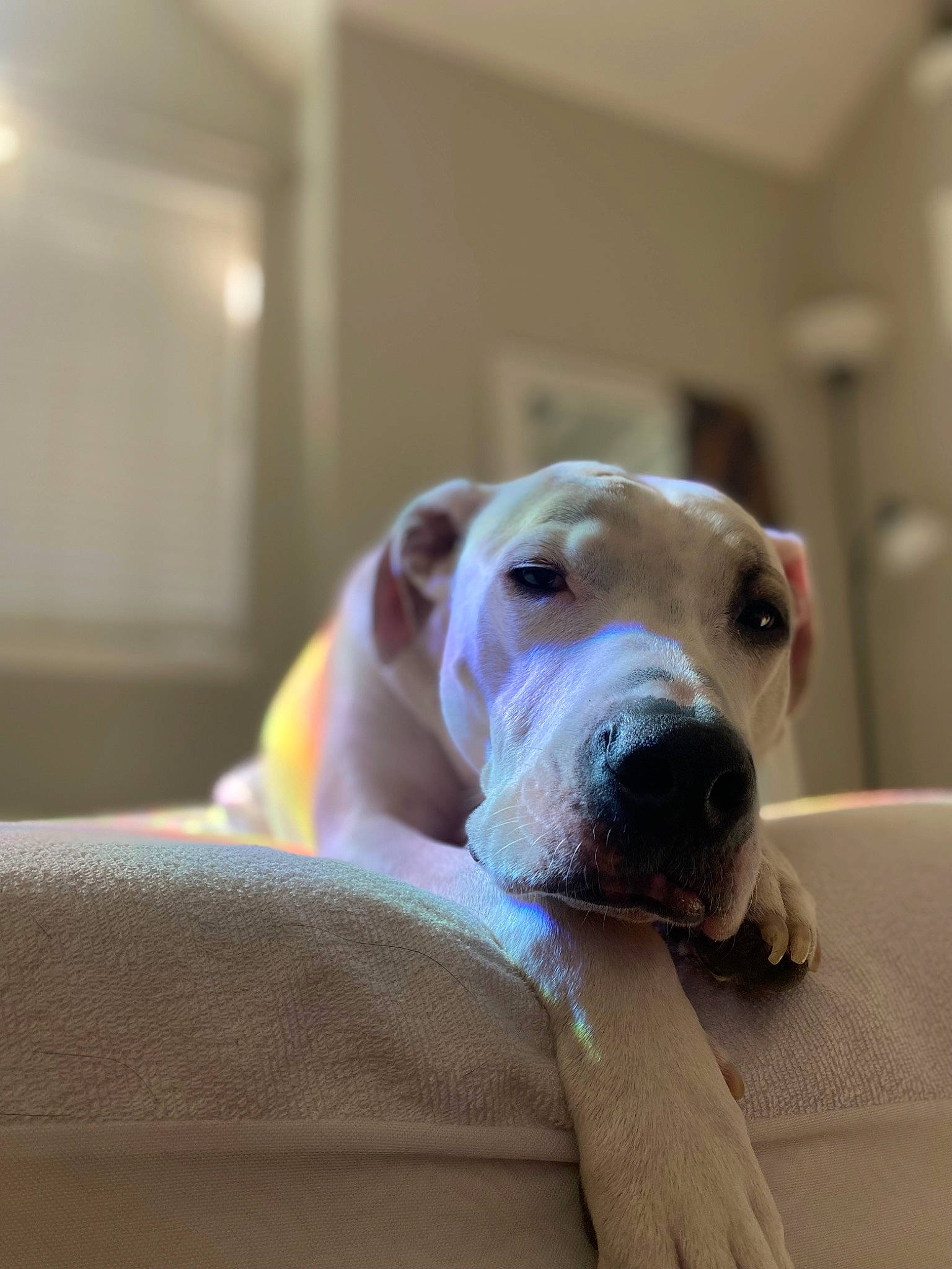 Milo is registered to the contest to win money with this photo: canidae, carnivore, collar, comfort, companion_dog, dog, dog_breed, dog_supply, ear, fawn, guard_dog, non_sporting_group, pet_supply, snout, sporting_group, terrestrial_animal, whiskers, working_animal, wrinkle