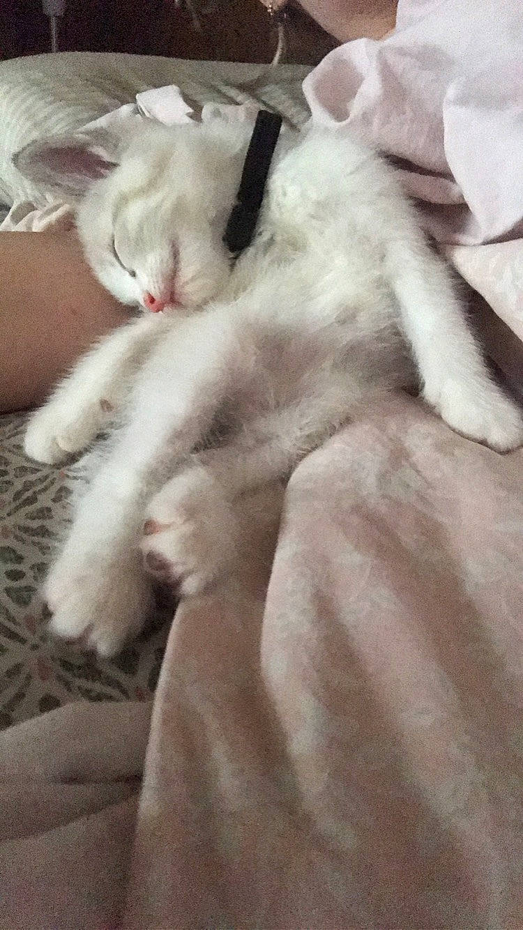 Swiiti participe au concours pour gagner de l'argent avec cette photo : asian, burmilla, carnivore, cat, claw, fawn, felidae, fur, khao_manee, kitten, nap, nose, paw, polydactyl_cat, ragdoll, small_to_medium_sized_cats, tail, turkish_angora, whiskers, white