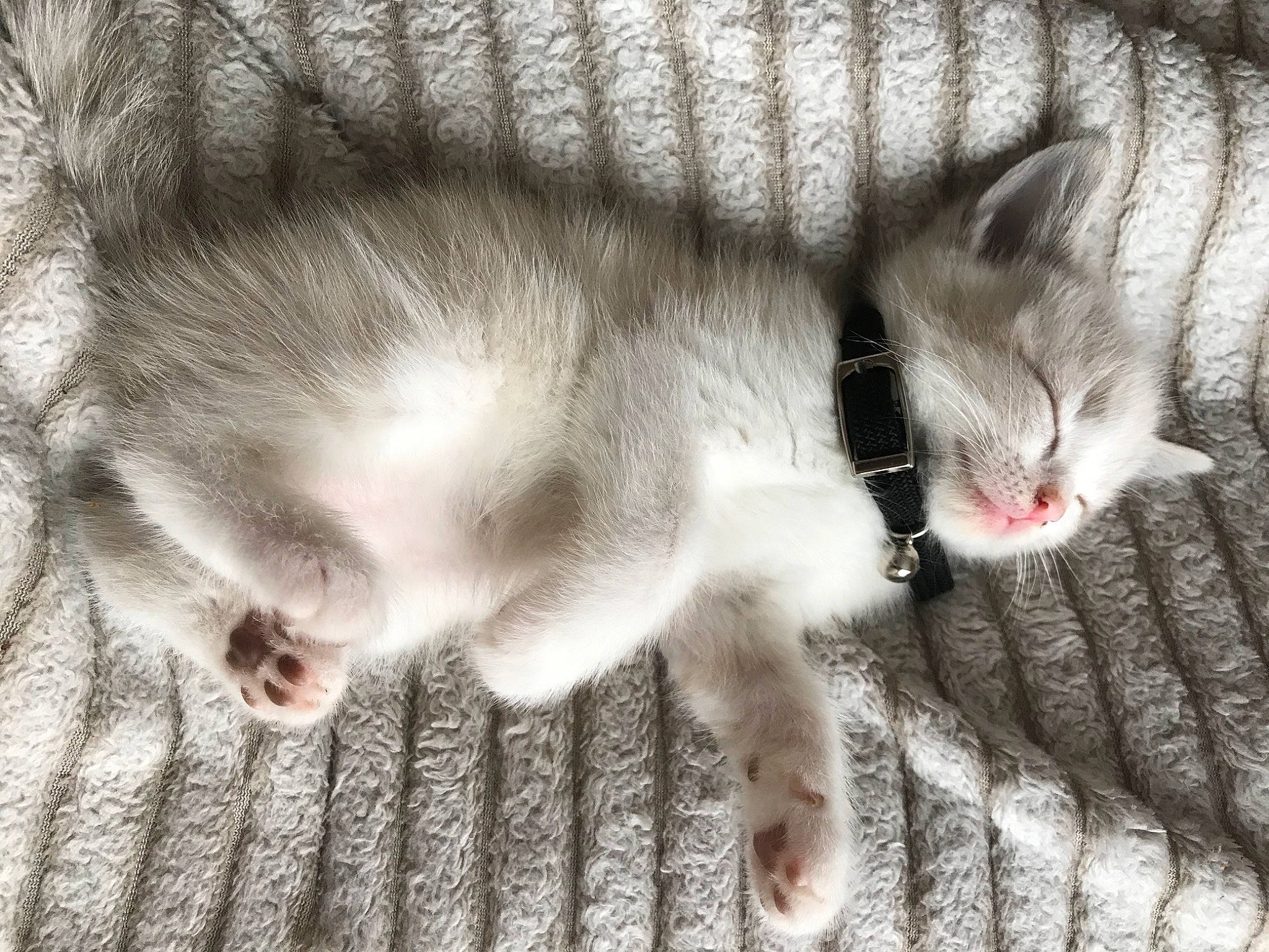 Swiiti participe au concours pour gagner de l'argent avec cette photo : aegean_cat, asian, burmilla, carnivore, cat, domestic_short_haired_cat, european_shorthair, eye, felidae, fur, kitten, nose, ojos_azules, paw, polydactyl_cat, singapura, small_to_medium_sized_cats, snout, tail, whiskers