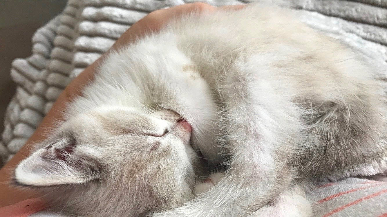 Swiiti a rejoint le concours — aidez-le/la à gagner de superbes lots ! british_longhair, british_semi_longhair, carnivore, cat, claw, domestic_long_haired_cat, felidae, fur, kitten, nap, norwegian_forest_cat, polydactyl_cat, ragamuffin, ragdoll, siberian, sleep, small_to_medium_sized_cats, snout, turkish_angora, whiskers