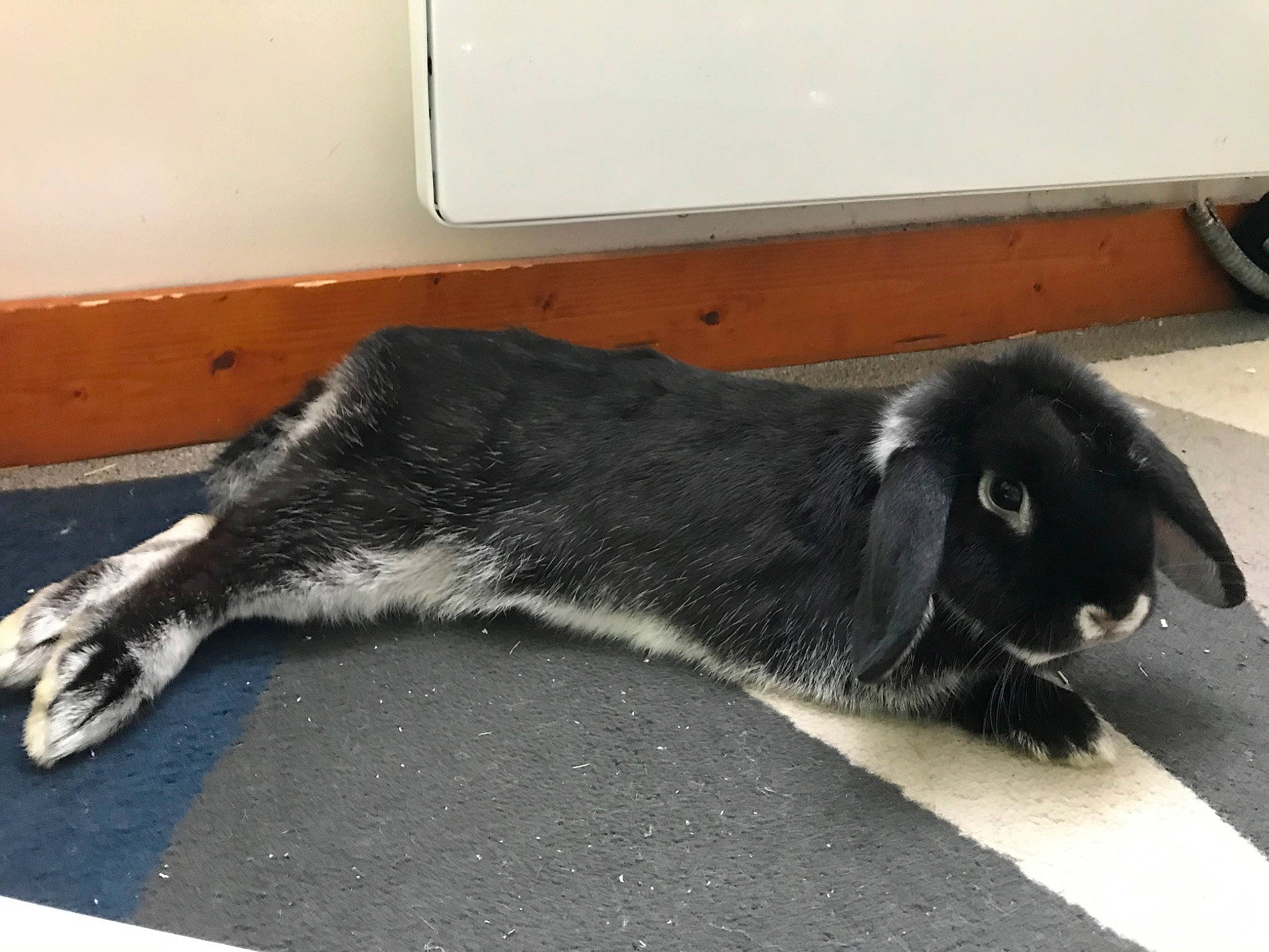 Punto participe au concours pour gagner de l'argent avec cette photo : canidae, domestic_rabbit, rabbit, rabbits_and_hares, snout, sporting_group