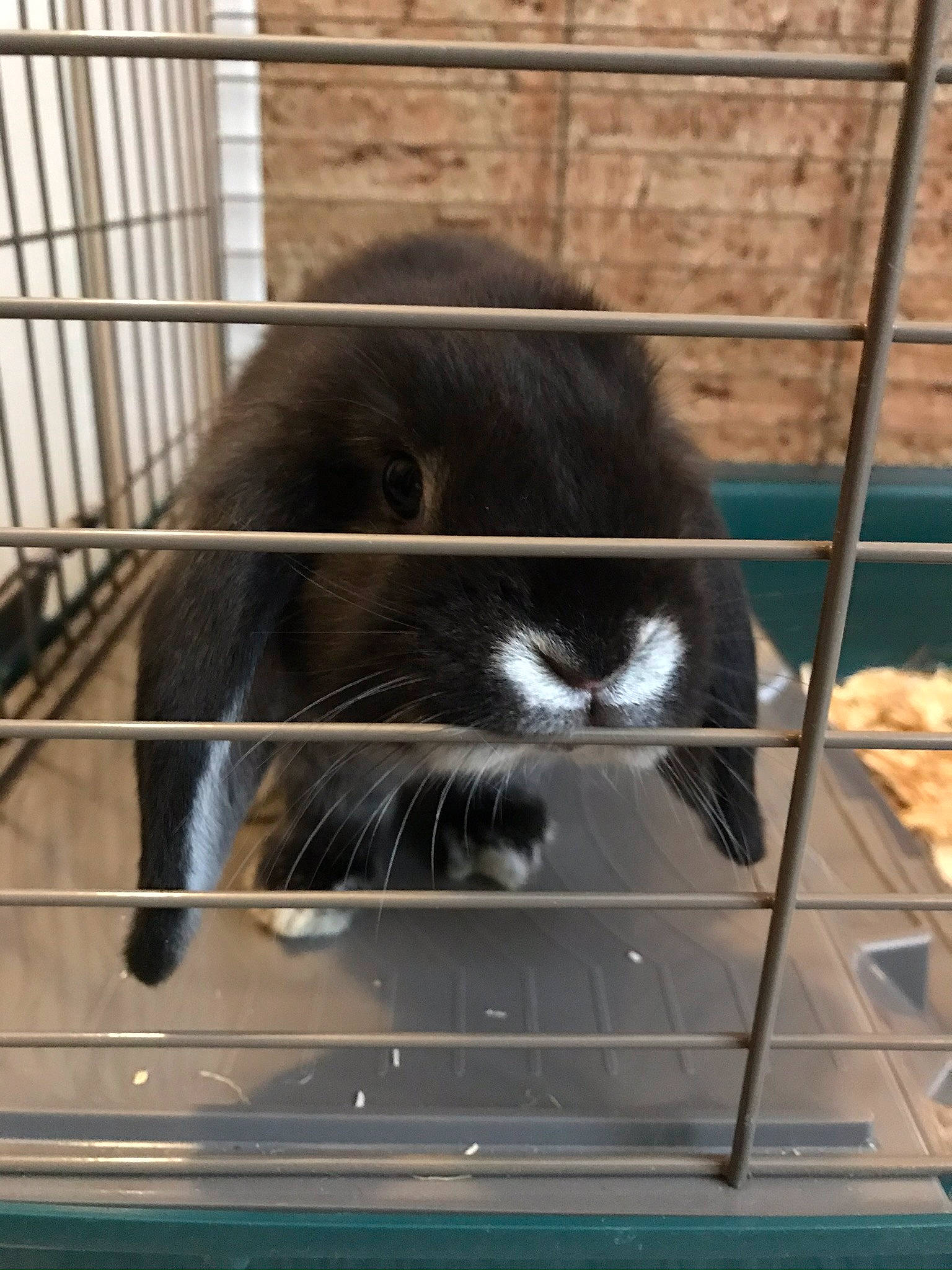 Punto a rejoint le concours — aidez-le/la à gagner de superbes lots ! animal_shelter, cage, carnivore, cat, felidae, rabbit, rabbits_and_hares, snout, whiskers