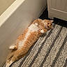 Waffle joined the competition — help win amazing prizes! cat, orange_cat, white_paws, lying_down, bathroom, rug, striped_rug, relaxed, pet, fluffy, indoor, floor, cabinet, cute, fur, whiskers, paws, playful, home, animal
