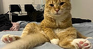 Waffle is registered to the contest to win money with this photo: cat, ginger_cat, pet, animal, bed, paws, pink_paw_pads, relaxed, indoor, feline, cute, fur, whiskers, ears, home, clothes, hanger, fabric, resting, cozy