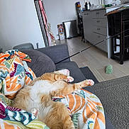 Waffle joined the competition — help win amazing prizes! cat, orange_cat, indoor, couch, blanket, relaxed, pet, furniture, toy, floor, kitchen, cabinet, home, cozy, paw, sleeping, colorful, living_room, domestic_animal, resting