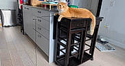 Waffle is registered to the contest to win money with this photo: appliance, cabinets, cat, countertop, curious_cat, domestic_cat, furniture, household_items, indoor, kitchen, light_wood_floor, modern_interior, orange_cat, paper_bag, pet, pet_toy, relaxed, stool, toy_fish, wooden_floor
