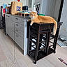 Waffle is registered to the contest to win money with this photo: cat, orange_cat, stool, kitchen, wooden_floor, paper_bag, toy_fish, household_items, cabinets, modern_interior, pet_toy, domestic_cat, curious_cat, furniture, indoor, relaxed, light_wood_floor, appliance, countertop, pet