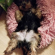 Alko a rejoint le concours — aidez-le/la à gagner de superbes lots ! dog, puppy, pet, lying_down, fluffy_bed, pink, fur, cozy, relaxed, indoors, wooden_floor, cute, small_dog, animal, sleepy, paws, bed, home, comfort, resting