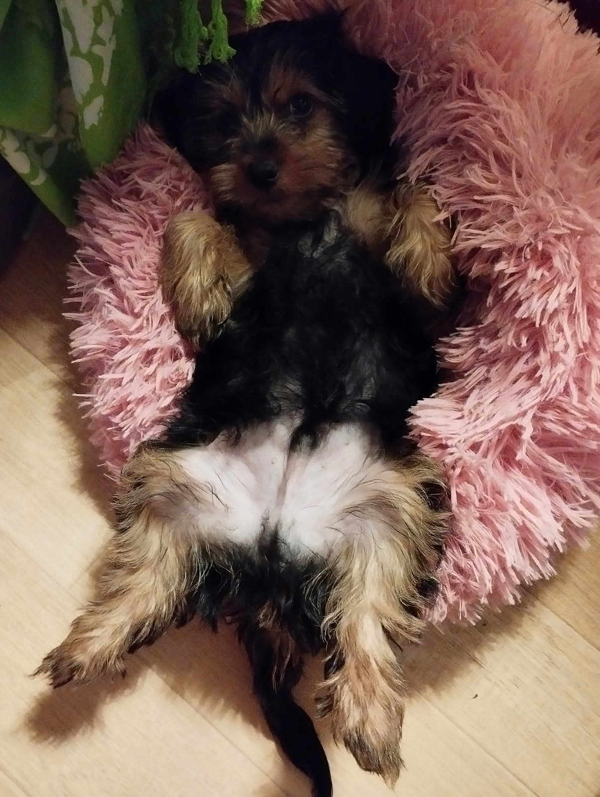 Alko a rejoint le concours — aidez-le/la à gagner de superbes lots ! dog, puppy, pet, lying_down, fluffy_bed, pink, fur, cozy, relaxed, indoors, wooden_floor, cute, small_dog, animal, sleepy, paws, bed, home, comfort, resting