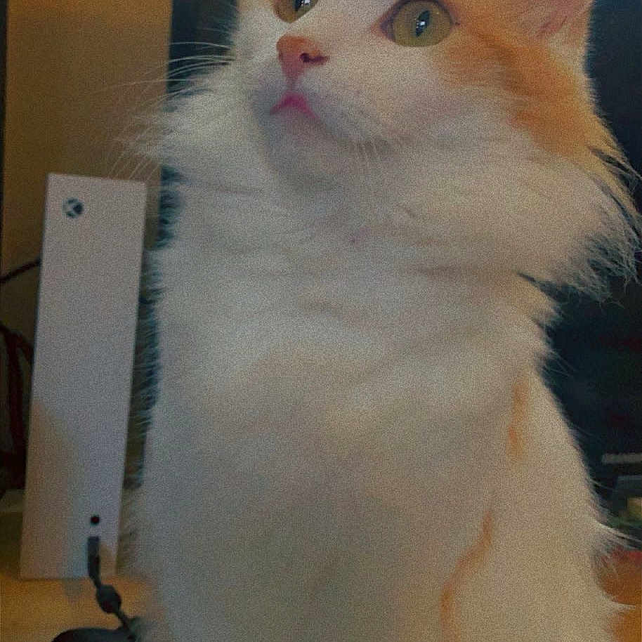 Nikita a rejoint le concours — aidez-le/la à gagner de superbes lots ! angora, animal, cat, computer, computerhardware, desk, electronics, furniture, hardware, kitten, manx, monitor, mouse, pc, pet, screen, table, tv, white, wood