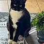 cat, tuxedo_cat, black_and_white, sitting, indoor, plant, tray, floor_tiles, mat, whiskers, paws, pet, feline, domestic_animal, curious, looking, home, cozy, decor, quiet