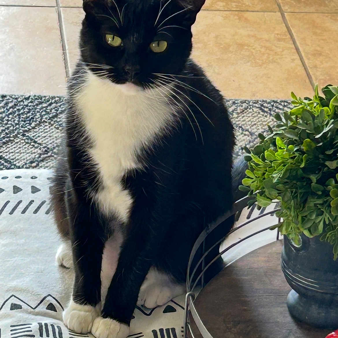 Sammie joined the competition — help win amazing prizes! black_and_white, cat, cozy, curious, decor, domestic_animal, feline, floor_tiles, home, indoor, looking, mat, paws, pet, plant, quiet, sitting, tray, tuxedo_cat, whiskers