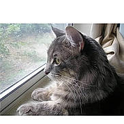 Toby is registered to the contest to win money with this photo: cat, gray_tabby, window, paws, looking_outside, indoor, curtains, whiskers, pets, feline, animal, closeup, side_profile, domestic_cat, resting, quiet, contemplative, soft_light, fur, ears