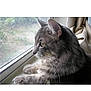 cat, gray_tabby, window, paws, looking_outside, indoor, curtains, whiskers, pets, feline, animal, closeup, side_profile, domestic_cat, resting, quiet, contemplative, soft_light, fur, ears