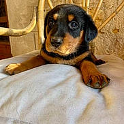 Vénus participe au concours pour gagner de l'argent avec cette photo : animal, boxer, bulldog, canine, chair, computerhardware, cushion, dog, electronics, furniture, hardware, homedecor, hound, indoors, interiordesign, monitor, pet, puppy, screen, snout