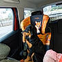 Violette a rejoint le concours — aidez-le/la à gagner de superbes lots ! puppy, dog, car_seat, child_seat, vehicle_interior, window, blanket, cartoon, fox, seatbelt, black, tan, pet, animal, looking_out, sitting, indoor, daylight, cozy, cute