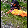 puppy, dog, grass, toy, orange_toy, harness, outdoor, playful, pet, animal, nature, leaves, ground, cute, young_dog, black_and_tan, lying_down, cheerful, small_dog, daylight