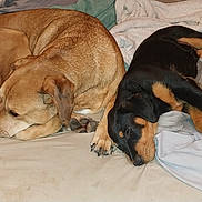 Violette participe au concours pour gagner de l'argent avec cette photo : dog, sleeping, bed, blanket, tan_dog, black_dog, paw, indoor, resting, cozy, pet, animal, canine, fur, companion, cute, relaxation, friendship, laying_down, nap