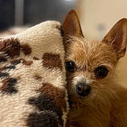 Poppyseed is registered to the contest to win money with this photo: dog, pet, blanket, close_up, cute, animal, fur, face, ears, indoor, cozy, brown, small_dog, companion, portrait, soft, warm, curious, resting, cute_pet