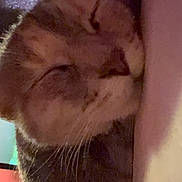 Stormy is registered to the contest to win money with this photo: cat, sleeping, closeup, whiskers, feline, pet, cozy, resting, indoor, soft_light, fur, cute, muzzle, relaxed, animal, domestic, quiet, calm, face, peaceful