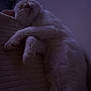 cat, sleeping, white_cat, feline, pet, indoor, soft_texture, relaxed, cozy, fur, animal, resting, quiet, peaceful, closeup, cute, whiskers, claws, paw, home