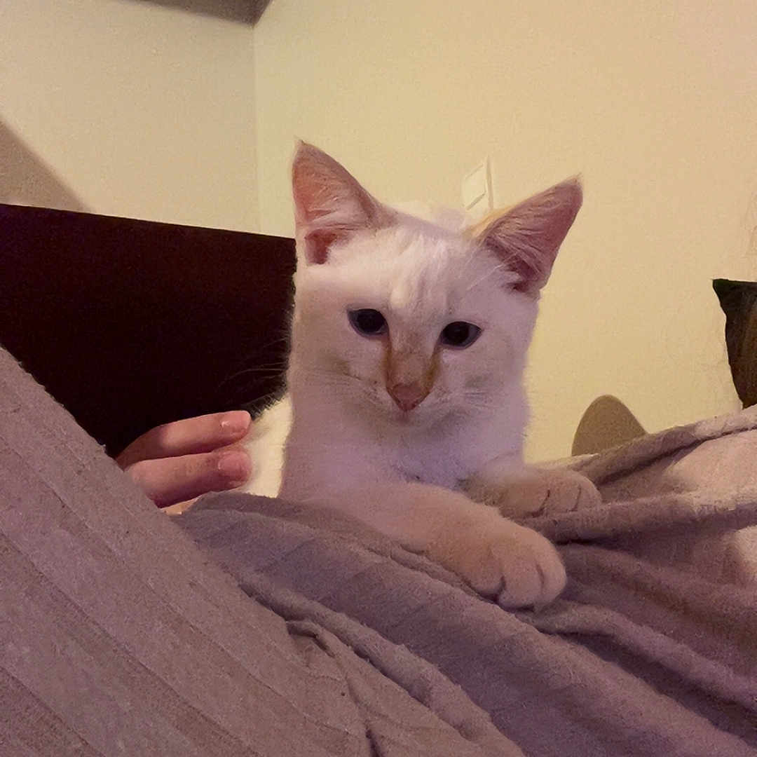 Blanko participe au concours pour gagner de l'argent avec cette photo : animal, blanket, cat, cozy, cute, domestic_cat, ears, face, feline, fur, hand, home_interior, indoor, paw, pet, relaxed, resting, soft_texture, warm_lighting, white_cat