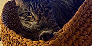 Déli participe au concours pour gagner de l'argent avec cette photo : cat, tabby_cat, basket, woven_basket, furniture, wooden_legs, living_room, television, tv_screen, floor_tile, pajamas, slippers, pet, indoor, cozy, curious, alert, home, animal, resting