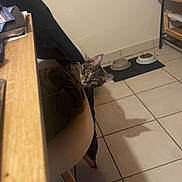 Déli a rejoint le concours — aidez-le/la à gagner de superbes lots ! cat, tabby, chair, tile_floor, food_bowl, water_bowl, indoor, pet, curious, furniture, table, shadow, domestic, cozy, kitchen, floor, eyes, looking, resting, animal