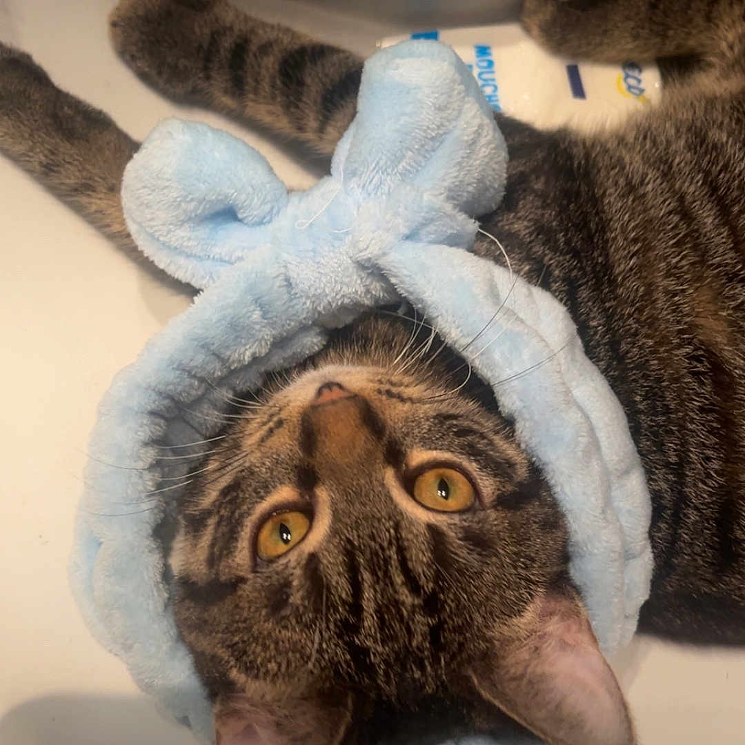 Déli participe au concours pour gagner de l'argent avec cette photo : animal, blue_headband, bunny_ears, cat, closeup, cute, domestic_cat, feline, fur, headwear, indoor, pet, playful, portrait, relaxed, resting, sink, tabby, whiskers, yellow_eyes